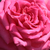 Roze - Theehybriden - Isabel de Ortiz®